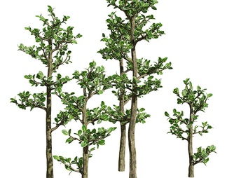Serissa 绿植 树木