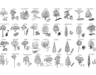 260款植物树木CAD立面图库