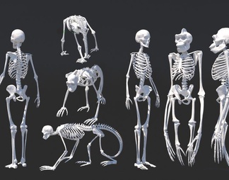 人类+猩猩+猿猴骨架