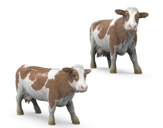 哺乳动物 母牛
