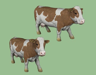哺乳动物 母牛