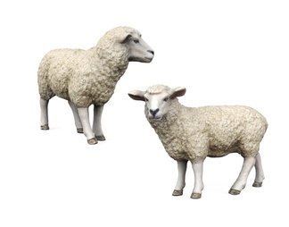 家养动物 羊