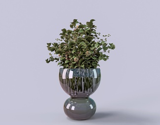 玻璃器皿花卉植物