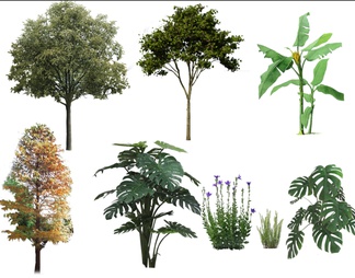 PS植物素材，落羽杉，紫薇，乔木，香蕉树，龟背竹，薰衣草，肾蕨