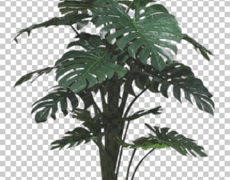 PS植物素材，落羽杉，紫薇，乔木，香蕉树，龟背竹，薰衣草，肾蕨