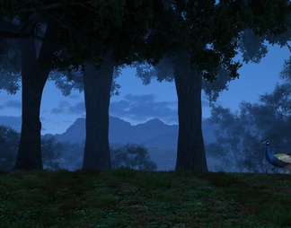 森林孔雀夜景