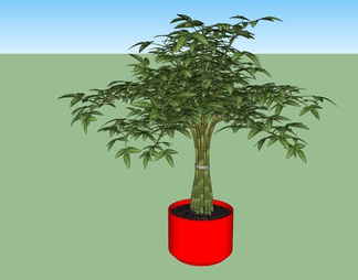 绿色植物 植物盆栽树