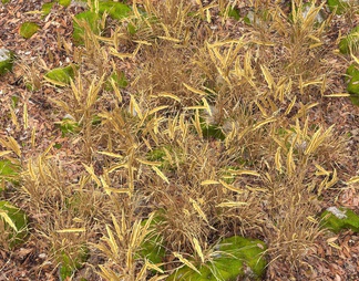 花草 花卉 草地 草坪