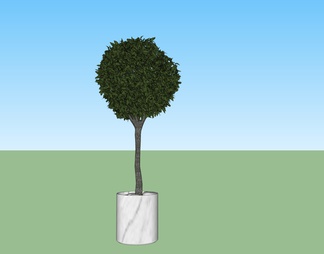 绿色植物 盆景植物树