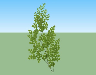 绿色植物 植物树枝