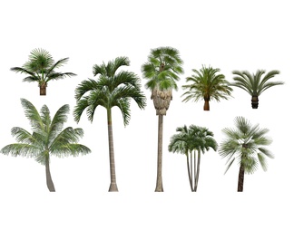 植物棕榈树