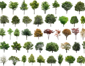 PSD免抠立面植物树木乔木