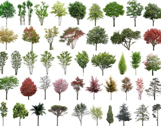 PSD免抠立面植物树木乔木