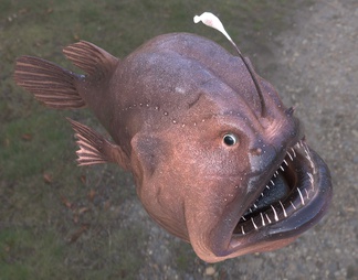 灯笼鱼足球鱼深海鱼类