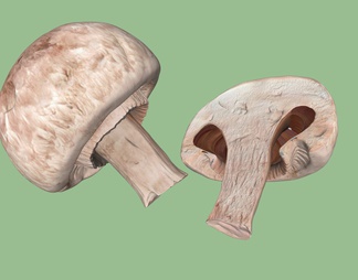 菌类 蘑菇