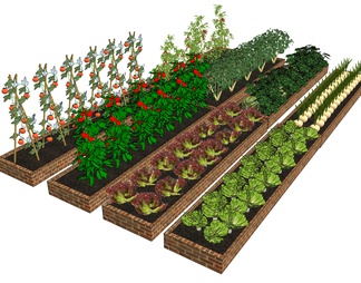 蔬菜种植 菜地菜园