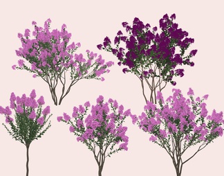 景观树，紫薇花树