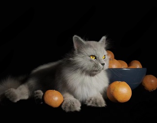 猫_橘子_猫咪