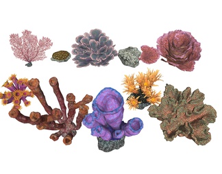 珊瑚海底生物