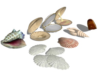 贝壳海螺 装饰摆件