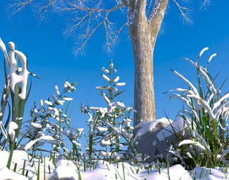 雪 植物