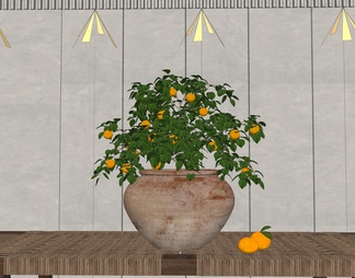 橘子树盆栽