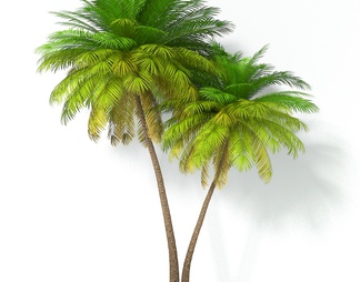 两棵椰子树