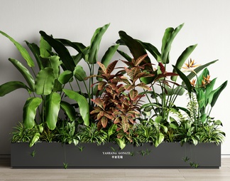 植物组合 绿植 花箱 移动花箱 室内植物造景