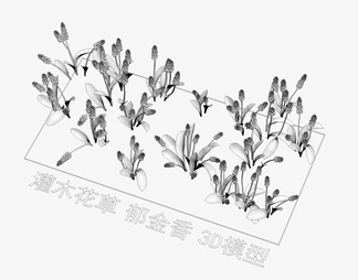 灌木花草 郁金香 植物