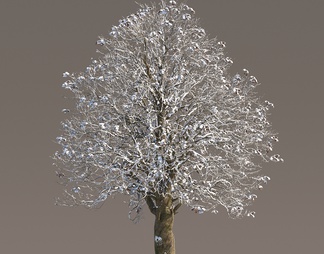 冰雪树 积雪树 冬季树 景观树 雪景树 落叶树 枯树 树杆 雪地树 树 枯枝 树枝