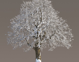 冬季雪景植物 雪树 雪景树木 景观树木 枯枝 雪景庭院树 雪景乔木 积雪 冬天雪景树木