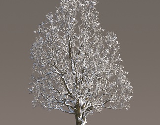 冬季雪树 冰雪树 冰冻树 雪树 乔木 大树 景观树 行道树