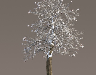 冰冻树 雪树 冰雪树 积雪树 冬季树 雪景松树 景观树