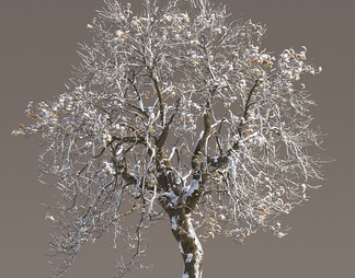 雪景冬天树 雪树 植物 冬季雪树 冰冻树 景观树
