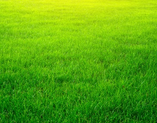 精致贴图 草坪图 草地贴图 高清草坪图 足球场草皮 阳光草地