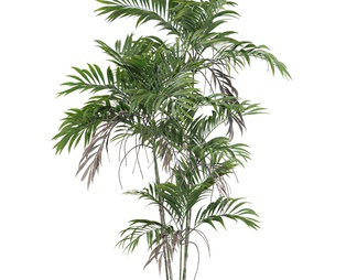 Chamaedorea龙葵树