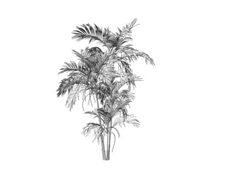 Chamaedorea龙葵树