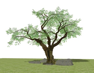 绿色植物树