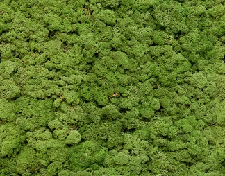 苔藓绿植贴图