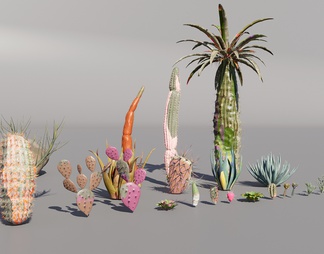 沙漠植物集合