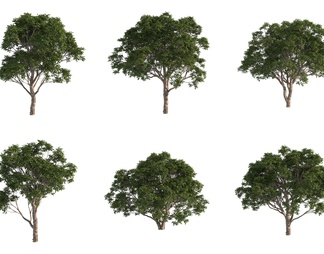 澳洲巨盘木 景观树 植物