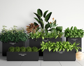 植物组合 绿植 花箱 植物 盆栽 植物堆 花池 花坛