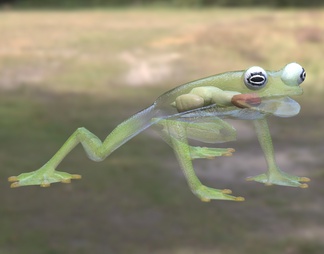 赤心玻璃蛙生物动物