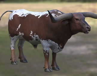 德克萨斯德州长角牛生物动物