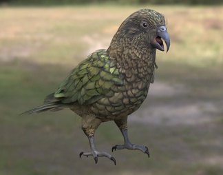新西兰高山鹦鹉 食羊鹦鹉 鸟