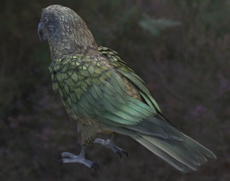 新西兰高山鹦鹉 食羊鹦鹉 鸟