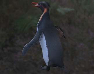 诺氏剑喙企鹅 巨型企鹅 海洋生物 动物