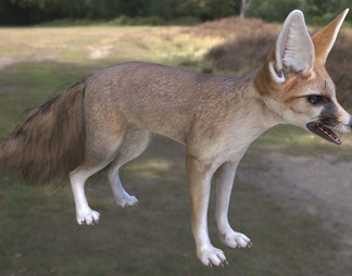 阿富汗狐食肉目犬科物种动物