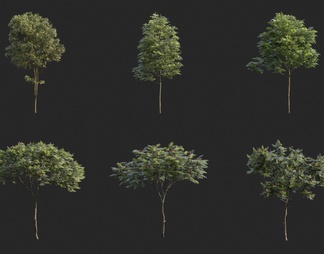 动态树 动态植物 风动树