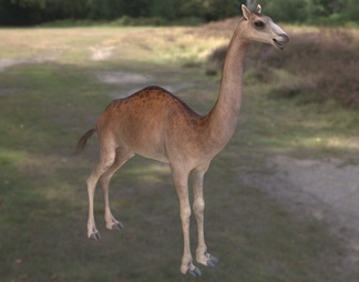 长颈鹿 骆驼 古骆驼 高驼 动物